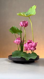 480K views · 10K reactions | Lotus flowers arrangement on plate like a small lotus pond in your room! #teachesflowerarrangement #teachesflower #flowersarttrainning #dmenflower #canbox #orientalflower #arrangementflower #flowers #LotusFlower | D’men Flowers | Facebook