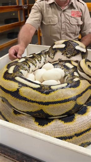 189K views · 8K reactions | Where’s my snake hook? I gotta stay quick around these big pythons, this girl almost got me twice Luckily I was able to get most of this girls nervous energy out but sometimes I will get bit I’d rather get bit then though stress this girl out a ton and forcefully remove her off her eggs | Jayprehistoricpets | Facebook