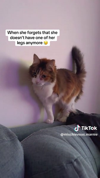 Marnie's Journey: Overcoming Challenges as a Tripod Cat