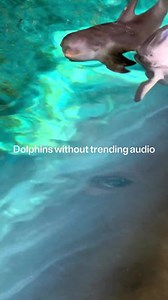 Close your eyes and listen to our ASMR🌊 #Delphinus #Cancun #RivieraMaya #Dolphins #relaxing #chill #asmr #nature #ForABrilliantBluePlanet | Delphinus