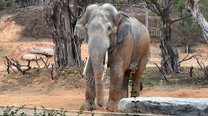 成年公象托尼自带的压迫感！#亚洲象 #清远长隆野生动物园 #亚洲象托尼 #亚洲象叽咕 #大象是人类的福星