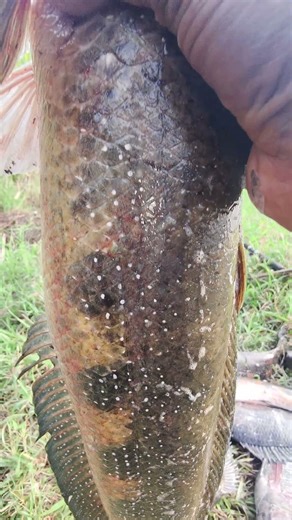 #beach #fishing #funny #fun #fish #thoondilulagam #seafishing #fishingvideos #bigcatfeverrods #nat