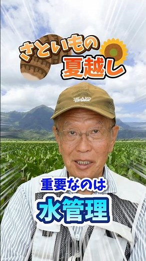 The Most Critical Water Management for Growing Taro in Summer Gardens and Farms! [Direct from the...