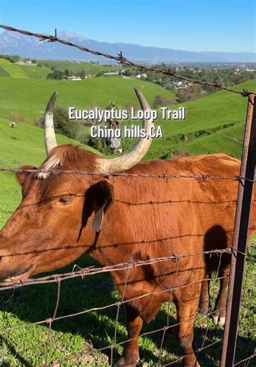 Explore the Eucalyptus Loop Trail in Chino Hills