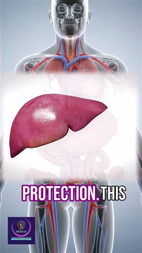 🏵️The Liver: Your Body’s Powerful Filter and Digestive Support System