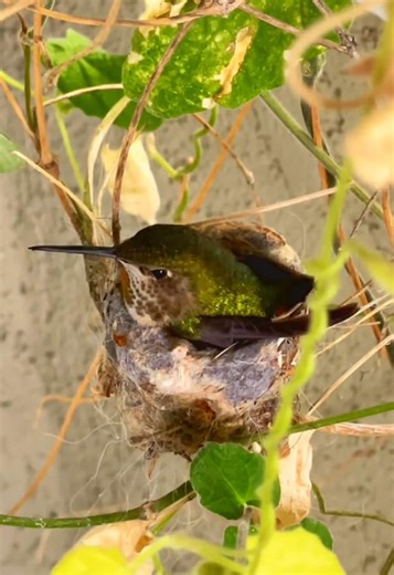 Emotional Hummingbird Nest Update: One Egg Hatched!