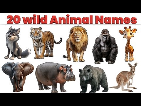 🦁 20 Wild Animals Names for Kids | Learn Wild Animals in English with Pictures | Irfan Study Class