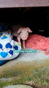 48K views · 1.5K reactions | She was so scared and tiny 梁 #piglet #farmanimalsrescue #cuddlebuddies | Cuddle Buddies | Facebook