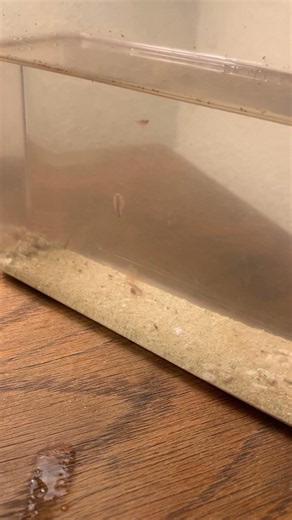 Triops in the nursery tank #triops