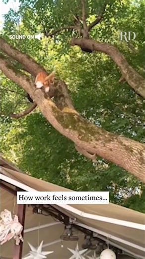 Cat vs. Squirrel