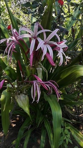 Lirio araña gigante. planta es un Crinum.