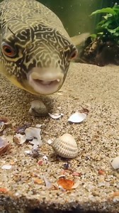 13 reactions · 3 comments | The Mbu Pufferfish (Tetraodon mbu) aka...