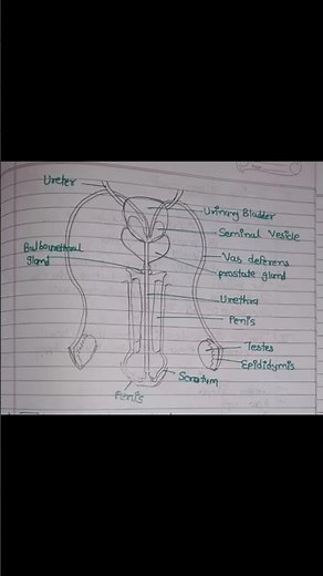 #anatomy of the male reproductive system