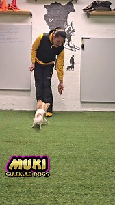 6.8K views · 173 reactions | Chihuahua obedience. Retrieve. #dogretrieve #trainyourdog #dogtraining #obediencetraining #dogobedience #chihuahua #chihuahuanation #chihuahuanorge #chihuahualovers #hundetrening #lydighet #gulekuledogs | GuleKule Dogs | Facebook