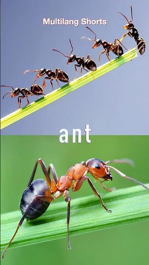 What’s an Ant? 🐜 Learn Insect Names!