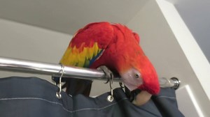2.7K views · 190 reactions | Before I started recording, she was pulling at the shower curtain as I was putting it up. She was also saying huh? over and over again. Of course she stopped when I started to record. | Bandit the Scarlet Macaw | Facebook