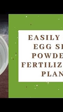 How to make egg shell powder to fertilize your plants
