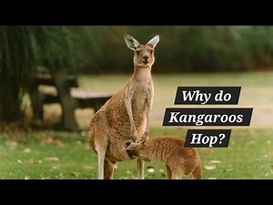 The Insane Biology | Why do Kangaroos Hop!