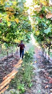 16K views · 3.3K reactions | Pemangkasan anggur #pruning #vineyard | Saepul Rahman | Facebook