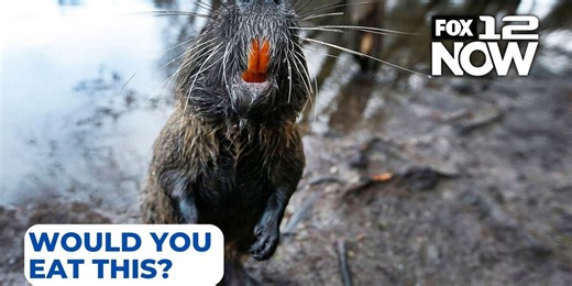 Wildlife officials want you to eat nutria