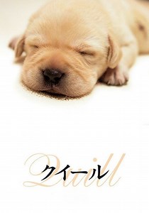 クイール 映画 動画配信 オンライン 視聴