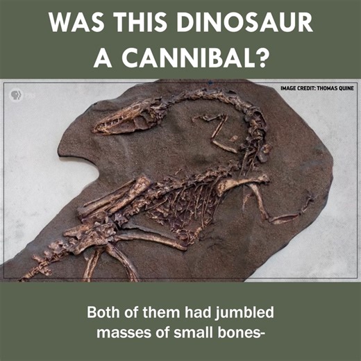 Was This Dinosaur a Cannibal? | Eons • PBS