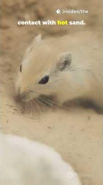 Animals vs. Burning Sand: Their Cool Foot Tricks! #facts #marinemystery #discoverthewonder