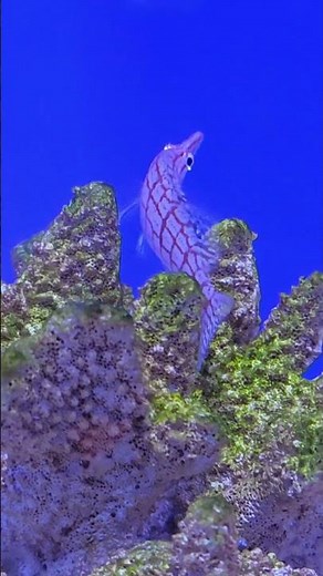 Longnose Hawkfish Scripps Birch Aquarium La Jolla | San Diego, California