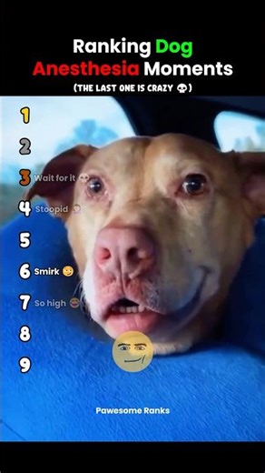 Ranking Dog Anesthesia Moments #usa
