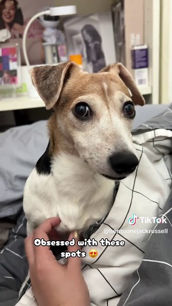 Adorable Jack Russell Terriers You Can't Resist!