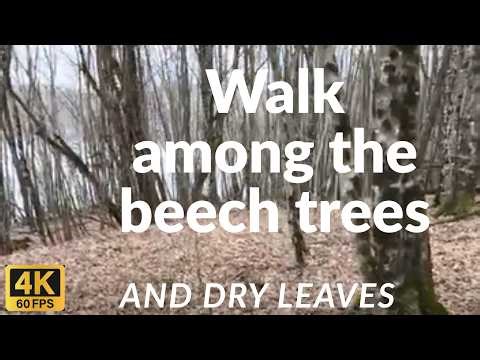 Beech Forest Walk Near the Lake | ASMR Spring Leaves Crunch & Birdsong 4K 60fps
