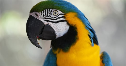 Χάθηκε παπαγάλος με βρετανική προφορά: Εμφανίστηκε μετά από 4 χρόνια μιλώντας ισπανικά (vid)