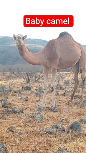 Baby camel in the Arabian mountains #camel #shorts #trending