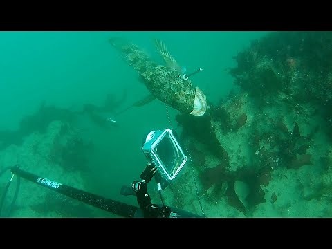 Spearfishing Newport Oregon South beach jetty NEW PB Lingcod!