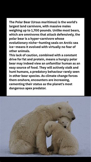 ⛔️ Largest Predator on Earth Views YOU As EASY Prey! #wildlife #facts #shorts