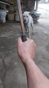 狗：垃圾，又不敢砍 | Bba Coding