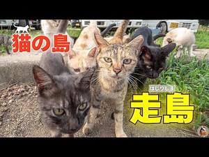 I went to Hashirishima, the cat island / #TravelVlog #CatIsland