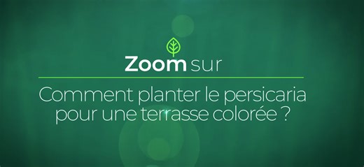 Comment planter le persicaria pour une terrasse colorée ?