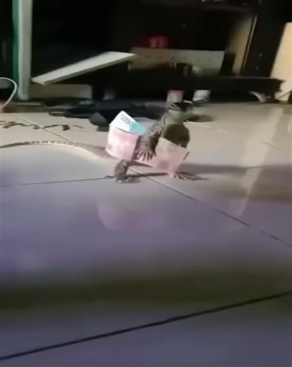 #zilla #lizard #tiktok #fyp #fypシ #foryoupage #goviraltiktok #funny #meme