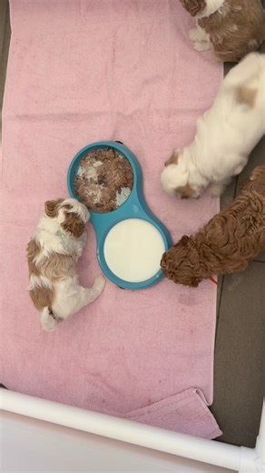 Why I Introduce Goat’s Milk to Puppies Goat’s milk is one of the...