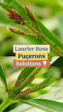 Comment en finir avec les pucerons ?