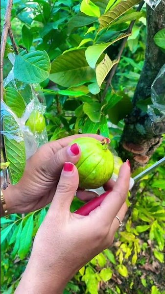 Guava Fruit #guavafruit