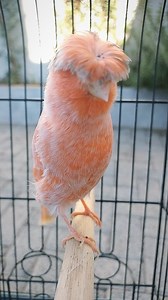 How much do you love Crested Canaries? (Scale of 1-10) . . . . . . . 🐦 #animalshots #birdlife #birdlove #canary #Kanarienvögel #birds_of_instagram #instapet #birdlover #animals #pet #birdworld #instabirds #ig_birds #loves_birds #bestnatureshot #your_best_birds #animazing_birds #cutebirds #bird_lovers_daily #stuttgart #beautiful #beautifulbirds #ig_birdlovers #ic_birds #birdingphotography #instabird #birdsplanet #birdstagram #reels | Canary birds Kanarienvögel