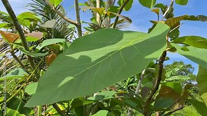 Golden teak leaves that are blown by the wind that blows Stock Video