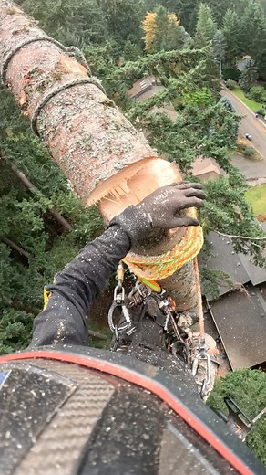 Looking for a local Tree Service you can trust? K&J Tree Works is here to serve! We are a family owned and operated company based in Snohomish County. We possess the skills, knowledge, and equipment to take on any size tree project with care and precision. Licensed, bonded, and insured. #Treeservice #treecompany #treeremoval #climber #climbing #treework #treeclimber #chainsaw #Snohomish #snohomishcounty #snohomishcountytreeservice #snohomishcountytreecompany | K&J Tree Works