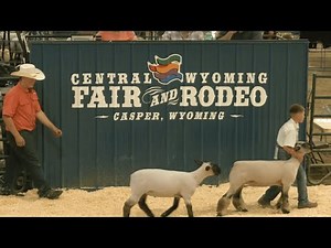 Young Handlers Showcase Skills in 4-H Sheep Show at Central Wyoming Fair