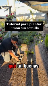 Tutorial de como plantar árbol de limón sin semilla🍋‍🟩 | Vivero Revolucion CUU