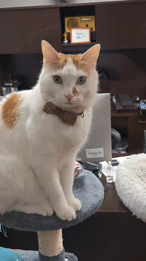 50 reactions | Dewey the library cat knew who I was behind the window. #cat #cats #catlife | Nathan Young | Facebook