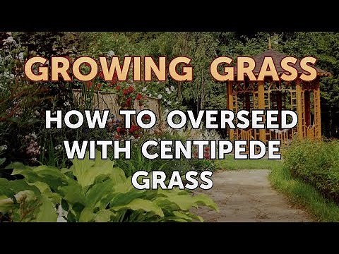 How to Overseed With Centipede Grass