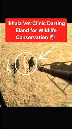 Ikhala Vet Clinic darting Eland for Wildlife Conservation using Pneu-Dart #animalcare #africa